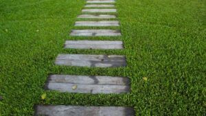 pathway in a lawn